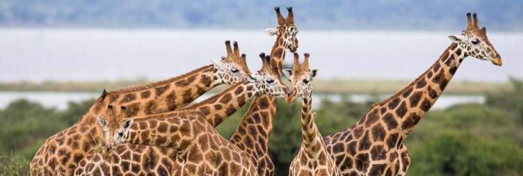 Morning Game Drive and Afternoon Boat cruise