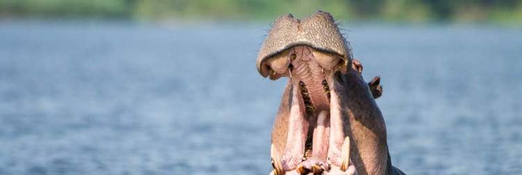 Game Drive and Boat Cruise