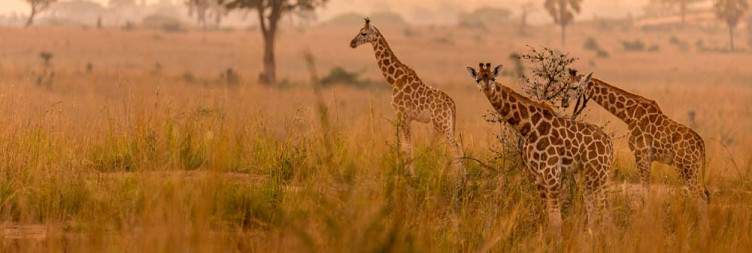 Morning Game Safari in the rolling valleys of Savannah looking for Predators, Preys and All Big 4,