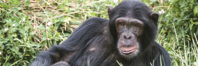 Visit Ngamba Island Chimpanzee Sanctuary - Departure