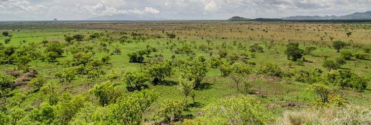 Early morning transfer to Pian Upe wildlife reserve for a morning game drive