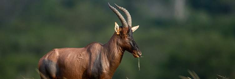 Wildlife Safari & Nature Exploration in Queen Elizabeth National Park