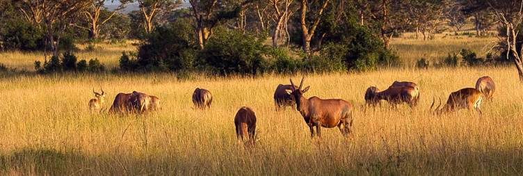 Transfer to Queen Elizabeth National Park