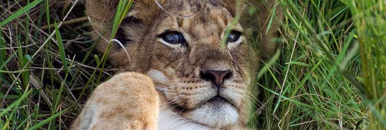 Pick Up and Transfer to Queen Elizabeth National Park