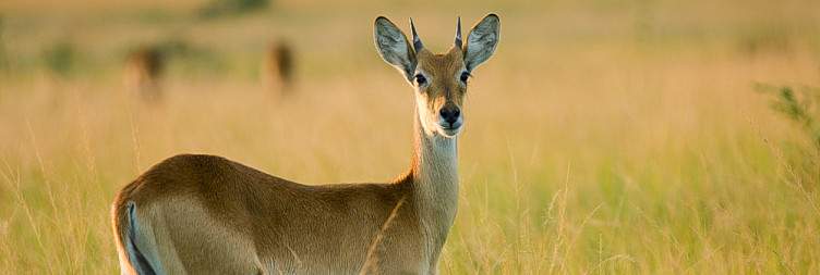 Drive to Queen Elizabeth National Park & Evening Game drive