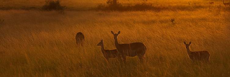 Transfer to Queen Elizabeth National Park & Nile Boat Cruise