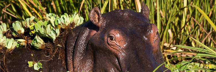 Final game drive with crater lakes exploration in Queen Elizabeth national park