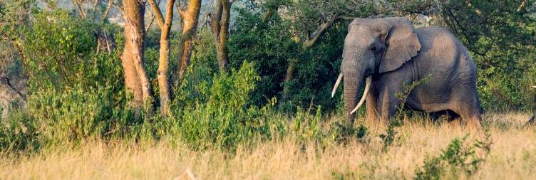 Queen Elizabeth National Park