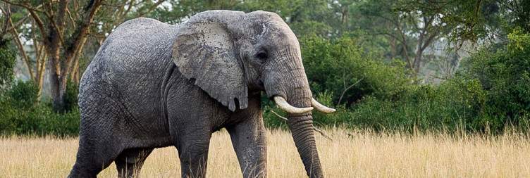 Transfer to Queen Elizabeth National Park via Ishasha – Evening Game Drive