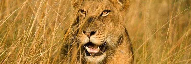 Game Drive and Boat Safari at Kazinga Channel