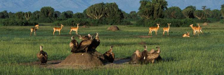 Morning Game Drive and Afternoon Boat Cruise at Kazinga Channel