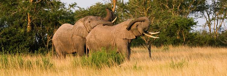 Transfer Kibale NP - Queen Elizabeth NP (Approx 3hrs drive)