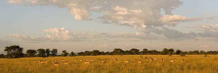 Chimpanzee Trekking and Transfer to Queen Elizabeth National Park