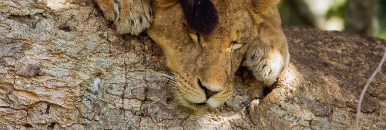 Game drive and Boat cruise Kazinga Channel of Queen Elizabeth National Park