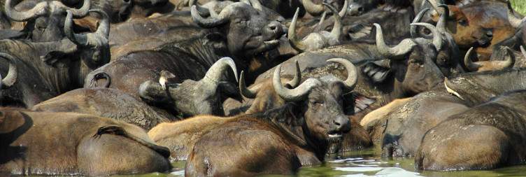 Game drive and boat cruise
