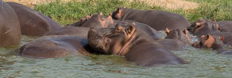 Chimpanzee trekking Experince in Budongo and Transfer to Queen Elizabeth National Park