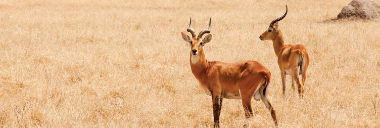 Queen Elizabeth National Park