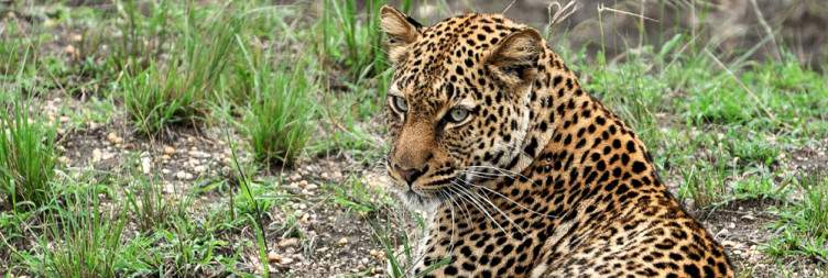 Game Drive and Boat Ride on Kazinga Channel