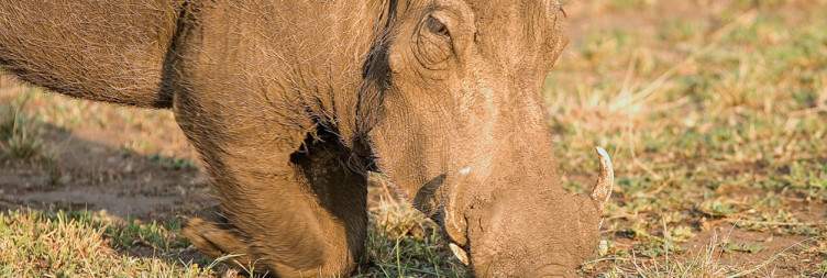 Game Drive & Kazinga Channel Boat Safari