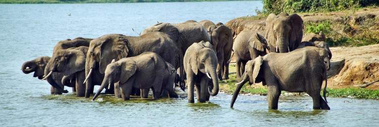 Game drive and boat cruise