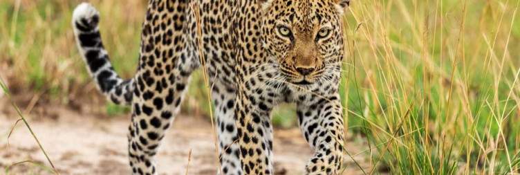 Transfer to Queen Elizabeth National Park| Boat Cruise | Game Drive