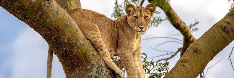 Transfer to Queen Elizabeth National Park