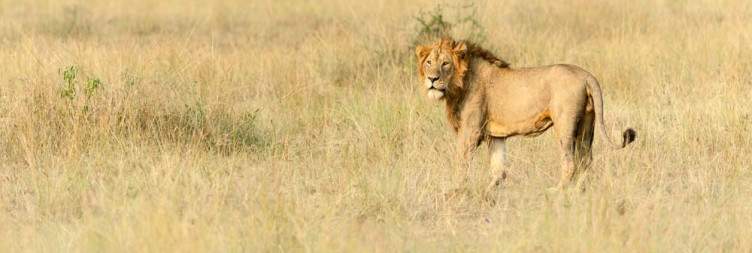 Wildlife Safari in Queen Elizabeth National Park