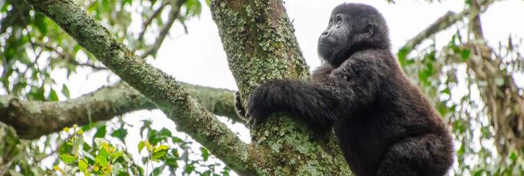 Full Birding in Ruhija (Mubwindi Swamp & Endemics)