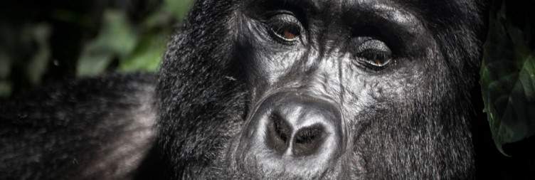 Gorilla Tracking in Bwindi Impenetrable Forest