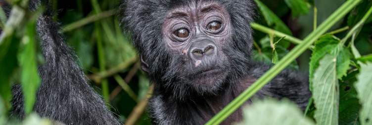 Gorilla Tracking Rushaga - Transfer to Kigali