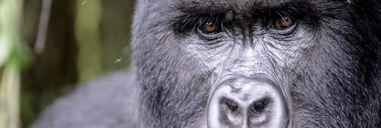 Transfer to Bwindi Impenetrable Forest, Uganda