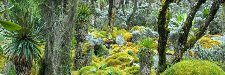 Hike from Nyabitaba Camp to John Matte Camp