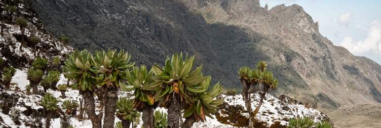 Trek from Bujuku Camp (3962m asl) to Elena Hut (4505m asl)