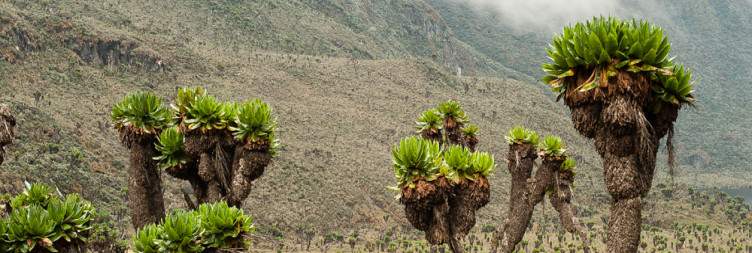 Transfer from Kasese to Rwenzori mountains national park Kasanzi camp