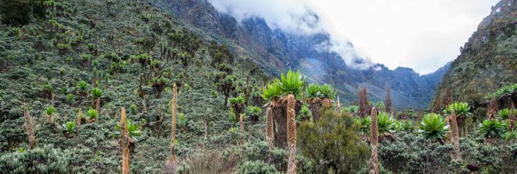 Trek from Kitandara Hut (4430m asl) to Guy Yeoman Hut (3261m asl)