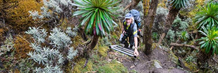 Transfer to Mihunga Gate (1651m asl) to Nyabitaba Hut (2651m asl)