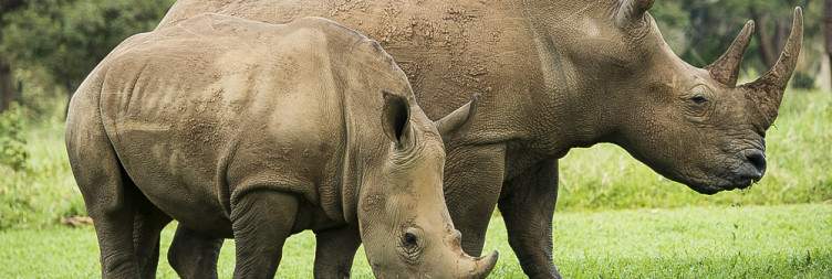 Transfer to ziwa rhino sanctuary and then proceed to Kampala