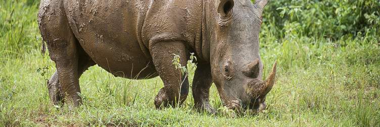 Rhino Tracking at Ziwa Rhino Sanctuary and Transfer Back to Kampala