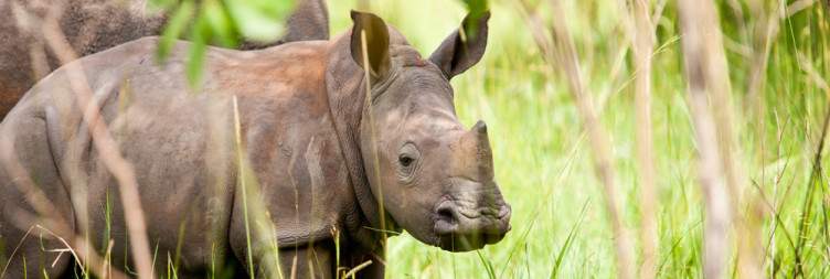 Kampala - Ziwa Rhino and Wildlife Ranch