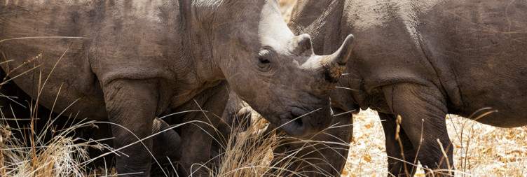 Airport pick up to Ziwa Rhino Sanctuary