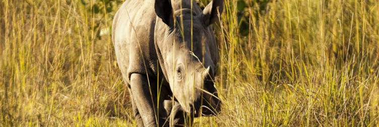 Rhino Trekking and Transfer to Murchison Falls National Park with a visit to the Top of the Falls