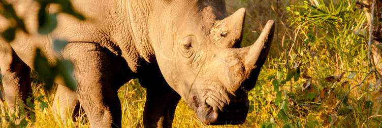 Transfer to Murchison Falls National Park with Rhino Trekking at Ziwa Rhino Sanctuary
