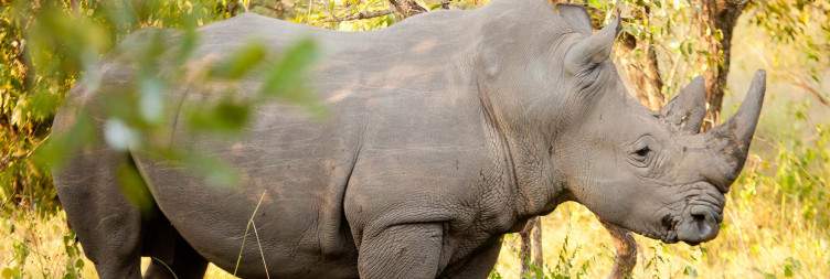 Pick up from Entebbe and Transfer to Ziwa Rhino Sanctuary
