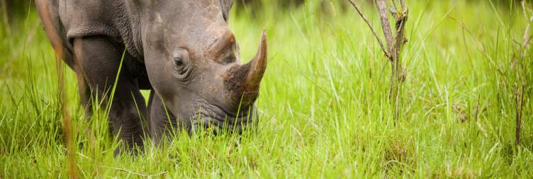 Transfer to Murchison via Ziwa Rhino Tracking & Top of the Falls