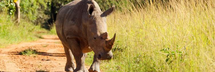 Entebbe - Ziwa Rhino and Wildlife Ranch - Murchison Falls National Park