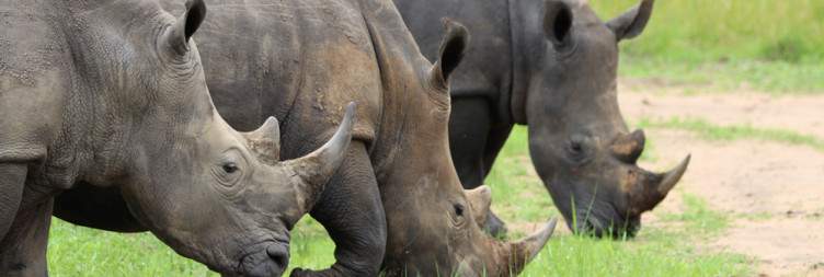 Ziwa Rhino Tracking and Transfer to Kampala