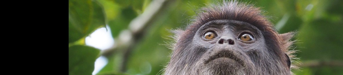 3-Day Adventure in Uganda Gorilla Safari from Kigali