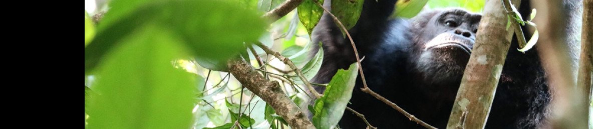 13-Day Gorilla and Chimps Trekking Tour