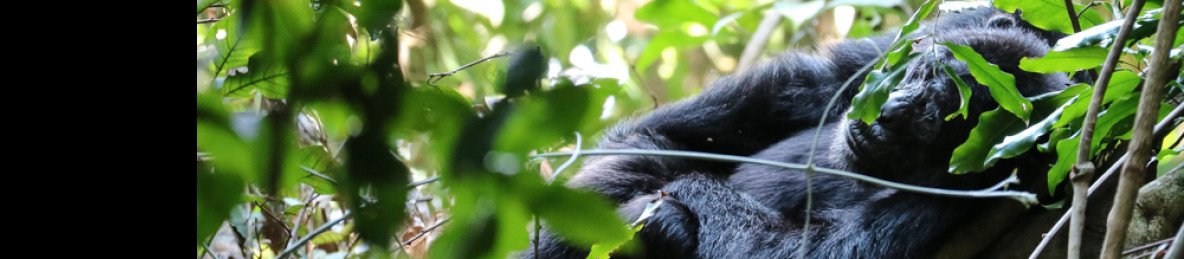 4-Day Rwanda Wildlife Safari and Hi to Gorilla