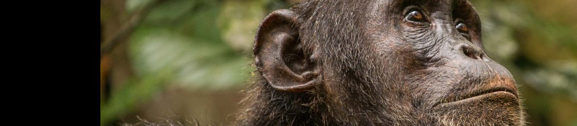 8-Day Classical Uganda Big Five Wildlife and Primates